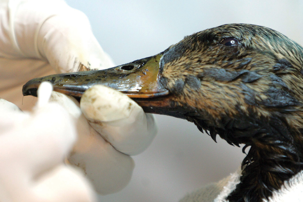 A duck is covered with oil.