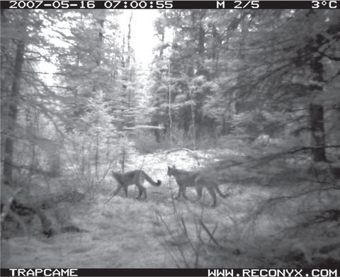 Motion activated camera along a popular Canmore-area hiking trail captures two cougars just hours before capturing hikers. 