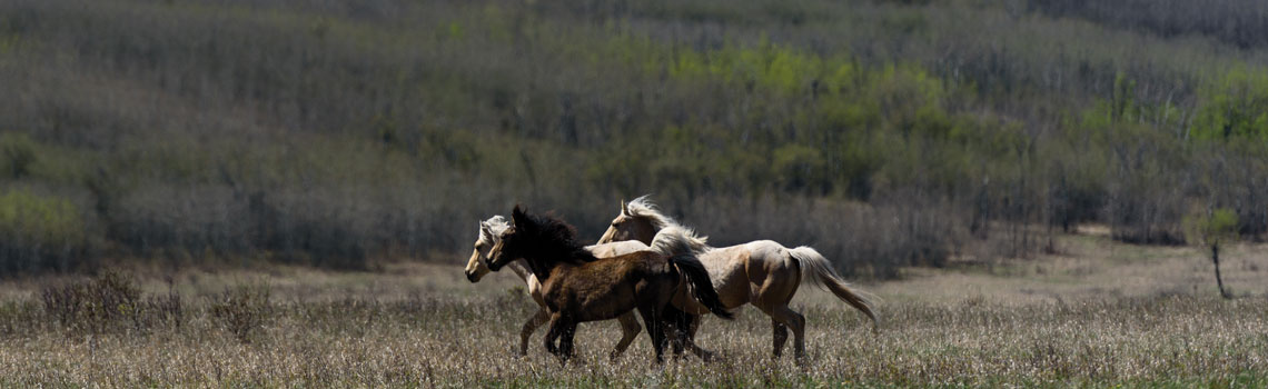 Horses from Tsuut'ina Nation
