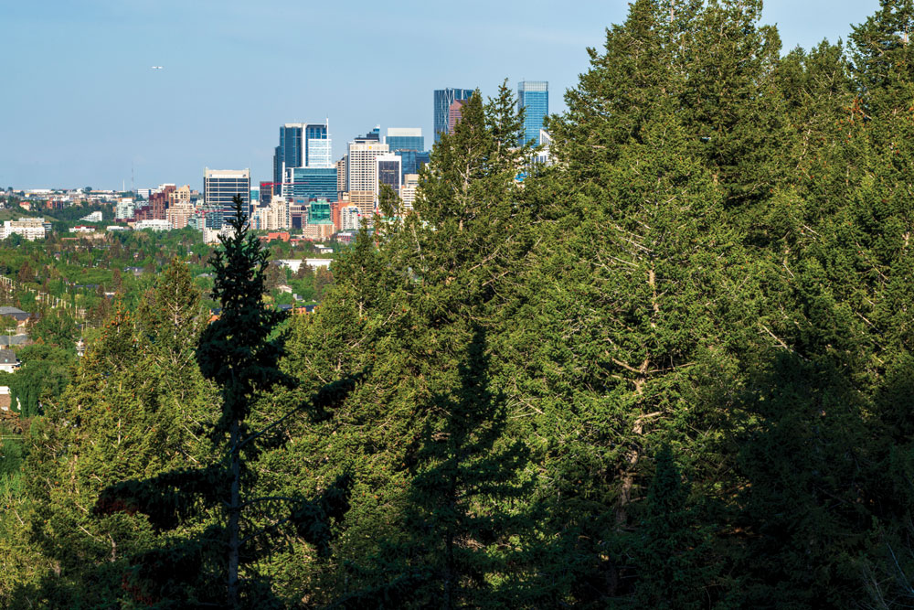 a view of the city of calgary as seen past trees of douglas fir trail
