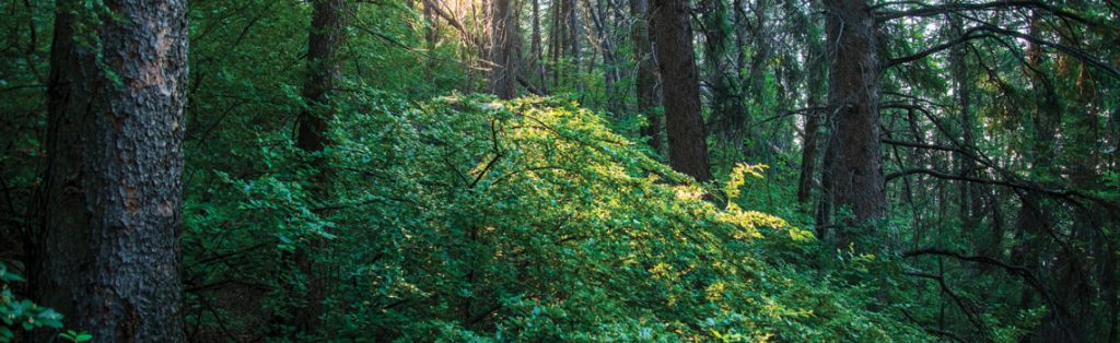 a photo of the douglas fir trail