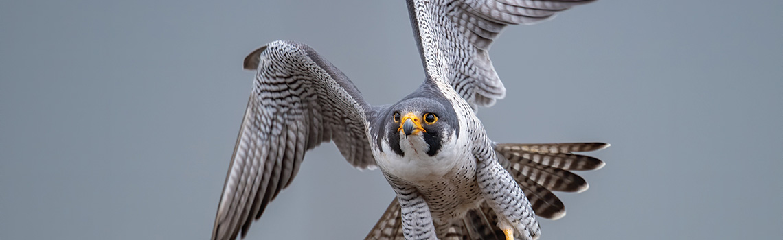 A peregrine falcon in flight. One of the bird populations that has grown