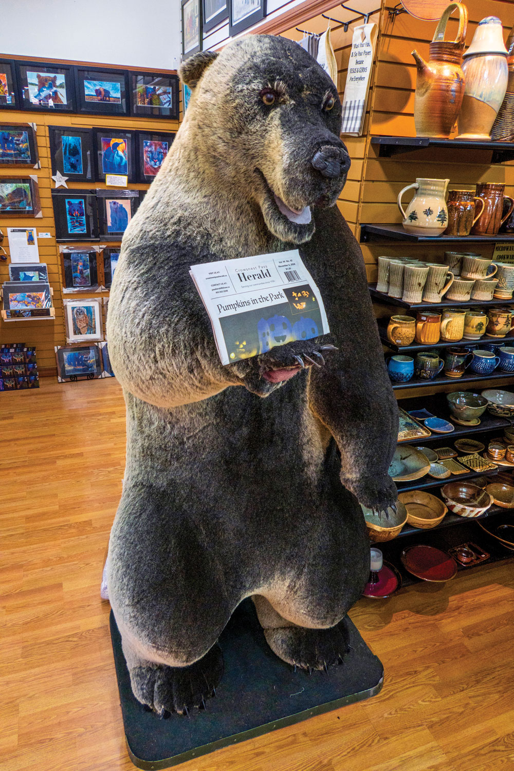 a bear statue holding a copy of the Pass herald (Photography by Guillaume Nolet)