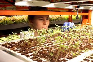 baby greens from Deepwater Farms