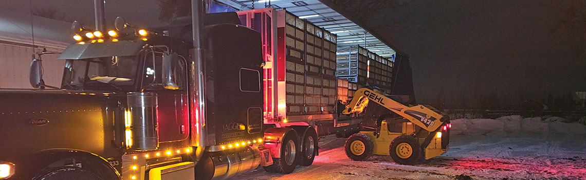 After a few weeks of constant supervision at Terry Fong’s poultry farm, fully grown chickens are loaded onto a truck