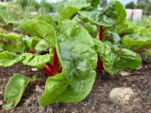 Rhubarb from Prairie Urban Farm