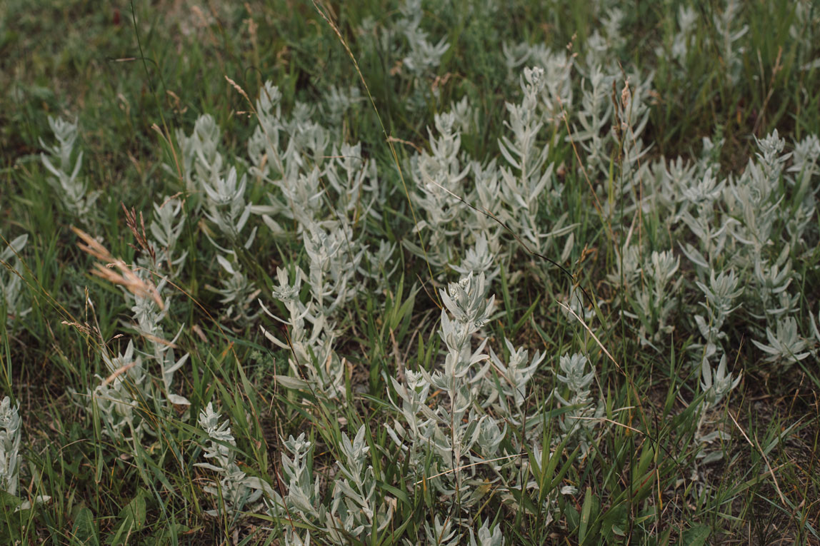 Ninaika’ksimii, or Louisiana sagewort growing in Singer’s yard. 