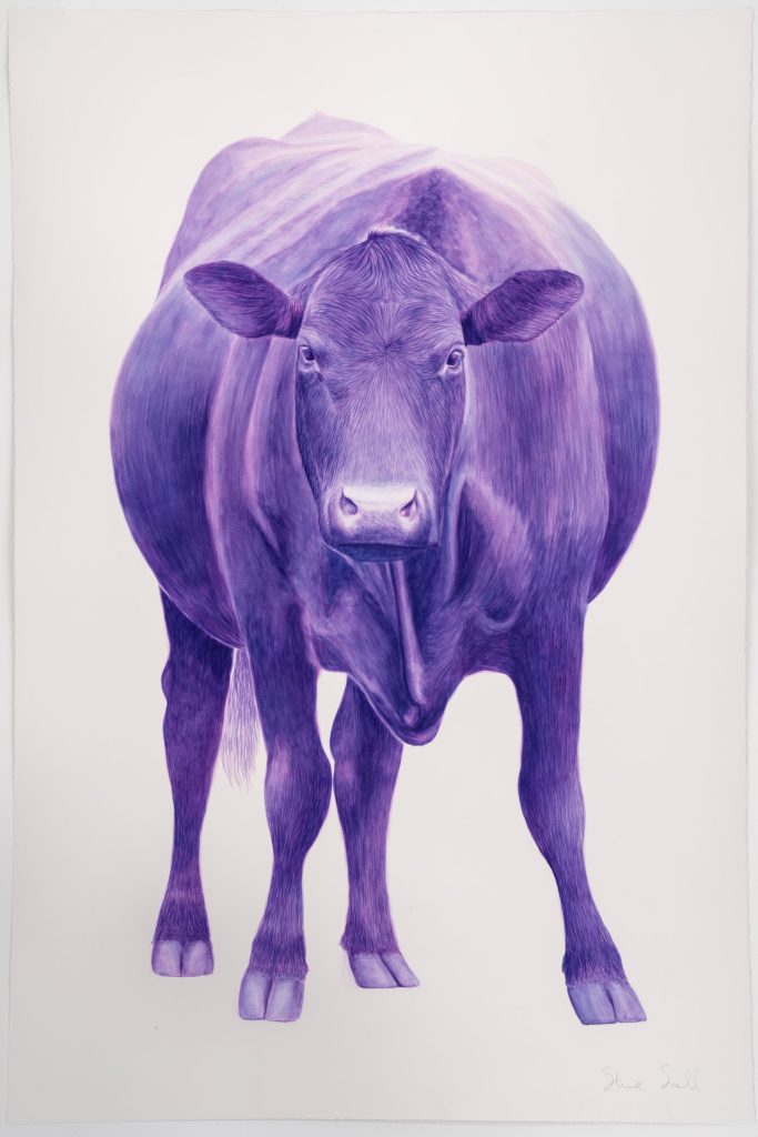 Steve Snell, Violet Angus