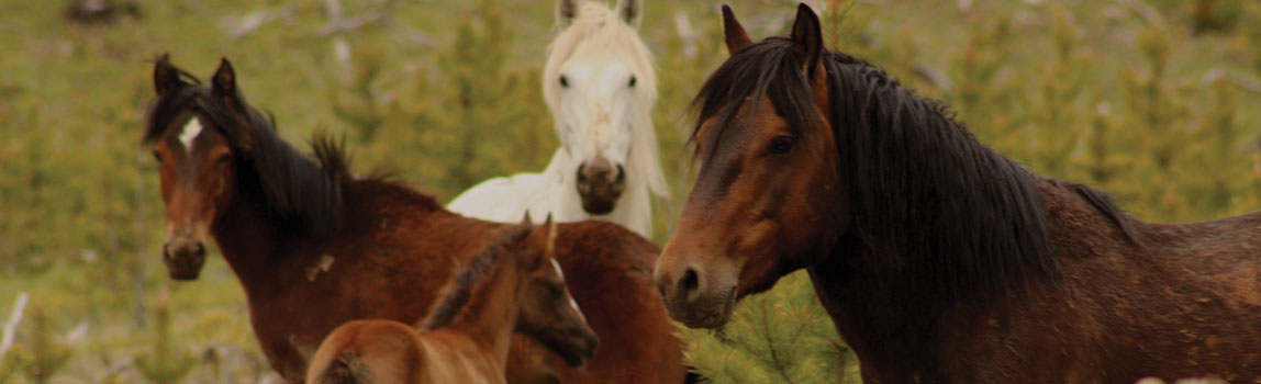 Four Wild horses