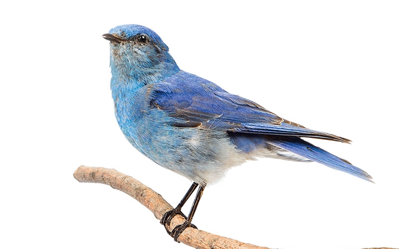 A Mountain Bluebird from Royal Alberta Museum's Ornithology Collection.