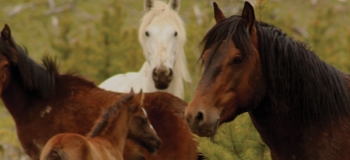Four Wild horses
