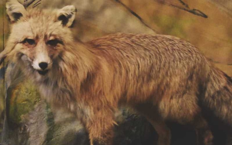 Nose Creek Valley Museum: Fox taxidermy